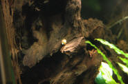 DSC_7868.JPG (378066 bytes)