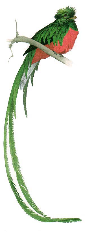 quetzal.jpg